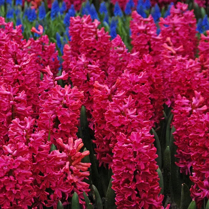 💜Hyacinth Bulbs – Fragrance You Can Grow