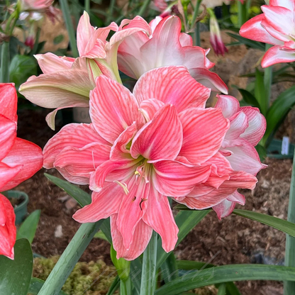 Double-Flowered Amaryllis Bulb🌼