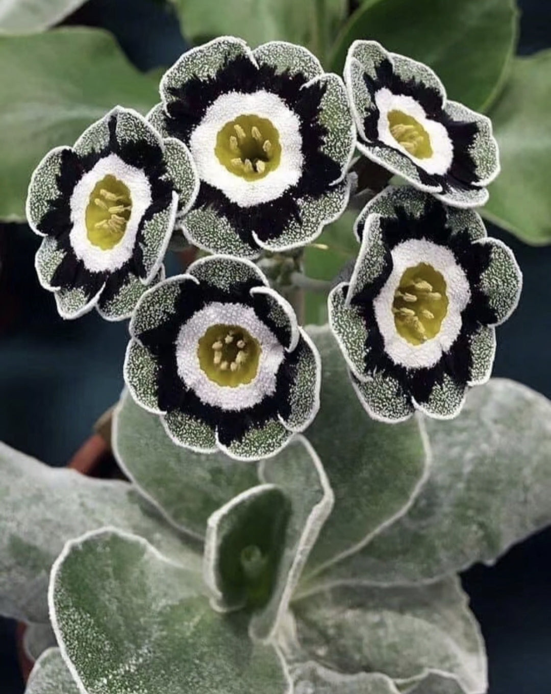 Black Primrose Seeds