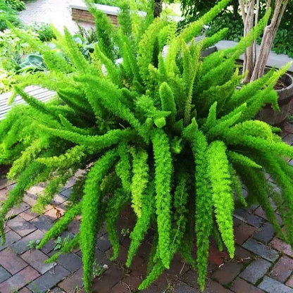 Asparagus Meyeri 'Foxtail Fern' Seeds