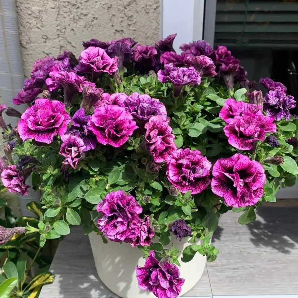 🌸Rare Double Petunia Seeds