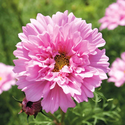 🌸Double Cosmos Seeds-Flower of Happiness