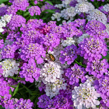 Candytuft Seeds - Mixed Colors