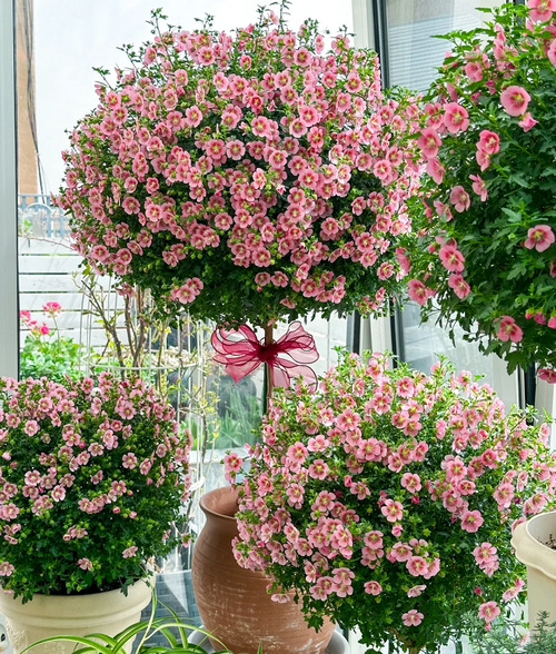 🌸Little Hibiscus Syriacus Seeds