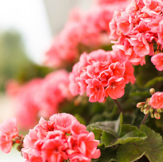 Double Bloom Geranium Seeds