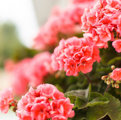 Double Bloom Geranium Seeds