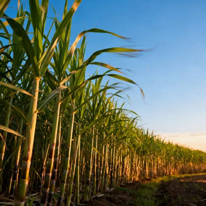 🌱 High-Yield Sugarcane Seeds – Grow Sweet Sugarcane at Home
