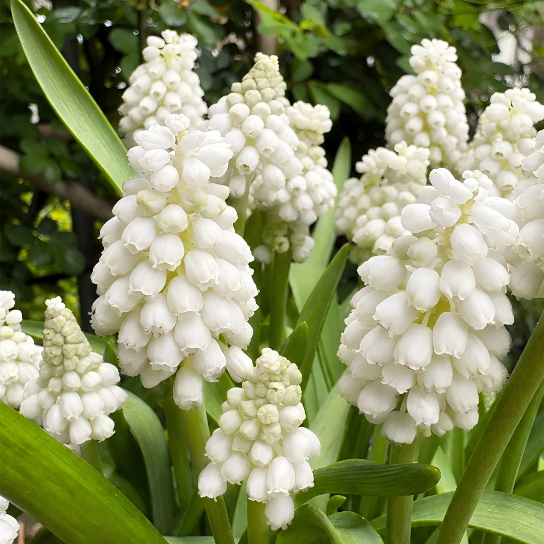 Grape Hyacinth Bulbs-Dense Bell-Shaped Clusters