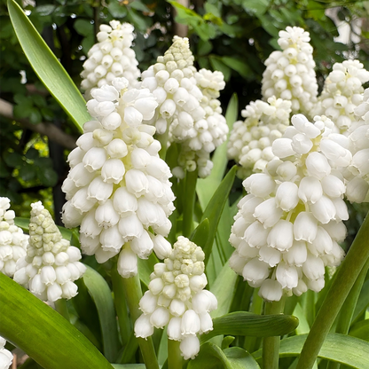 Grape Hyacinth Bulbs-Dense Bell-Shaped Clusters