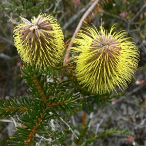 Teasel Banksia Silver Banksia
