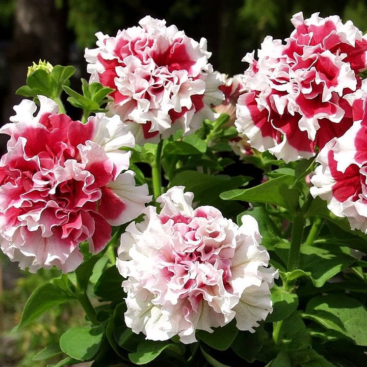 Double Petunia Seeds