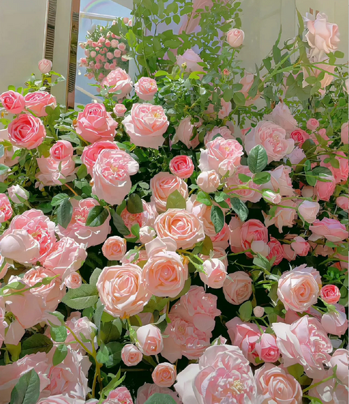 Garden Climbing Rose Flower Seeds