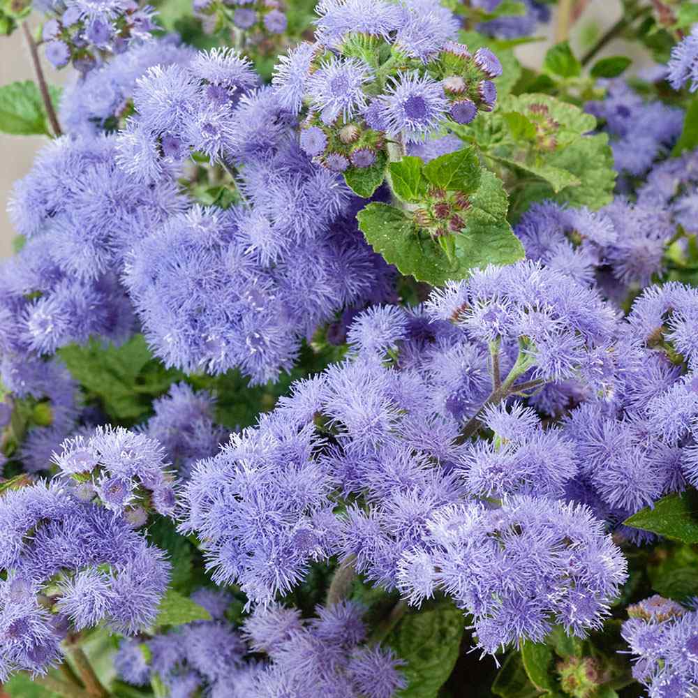 Ageratum Seeds—Heirloom Seed