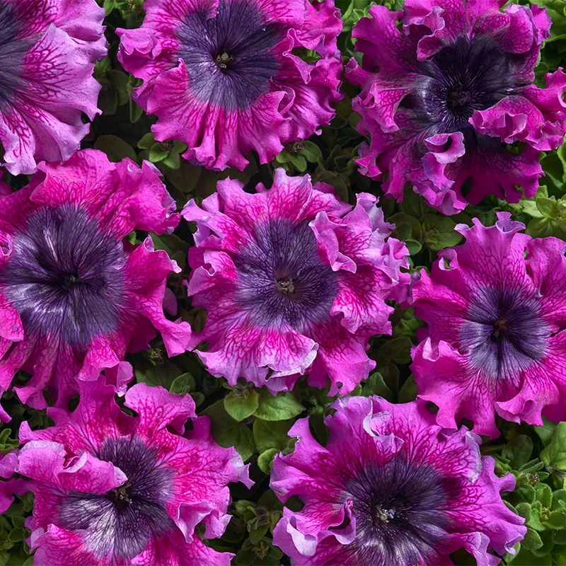 Superbissima Wine Red Petunia Seeds