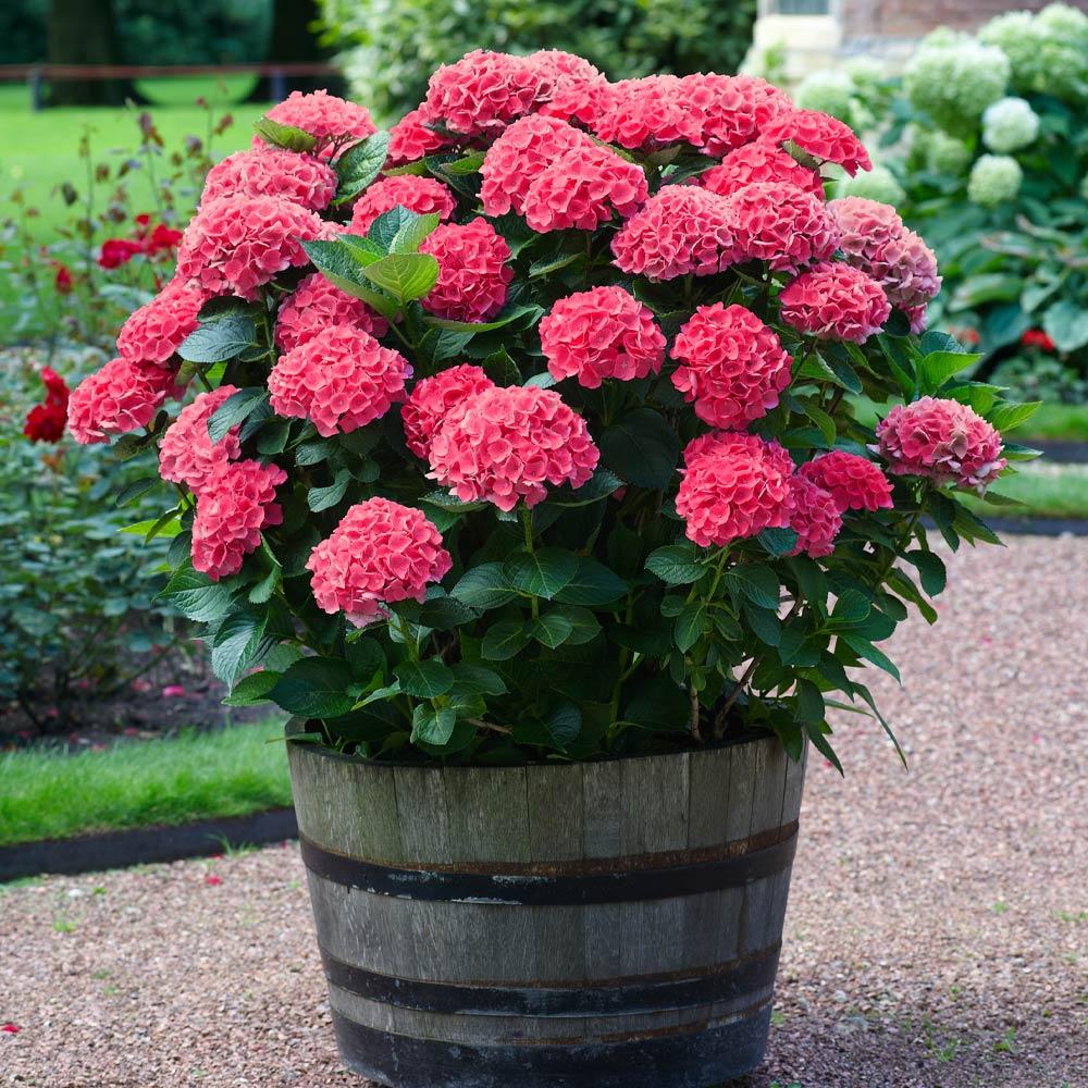 🌸Hydrangea – The Timeless Beauty of Every Garden ✨