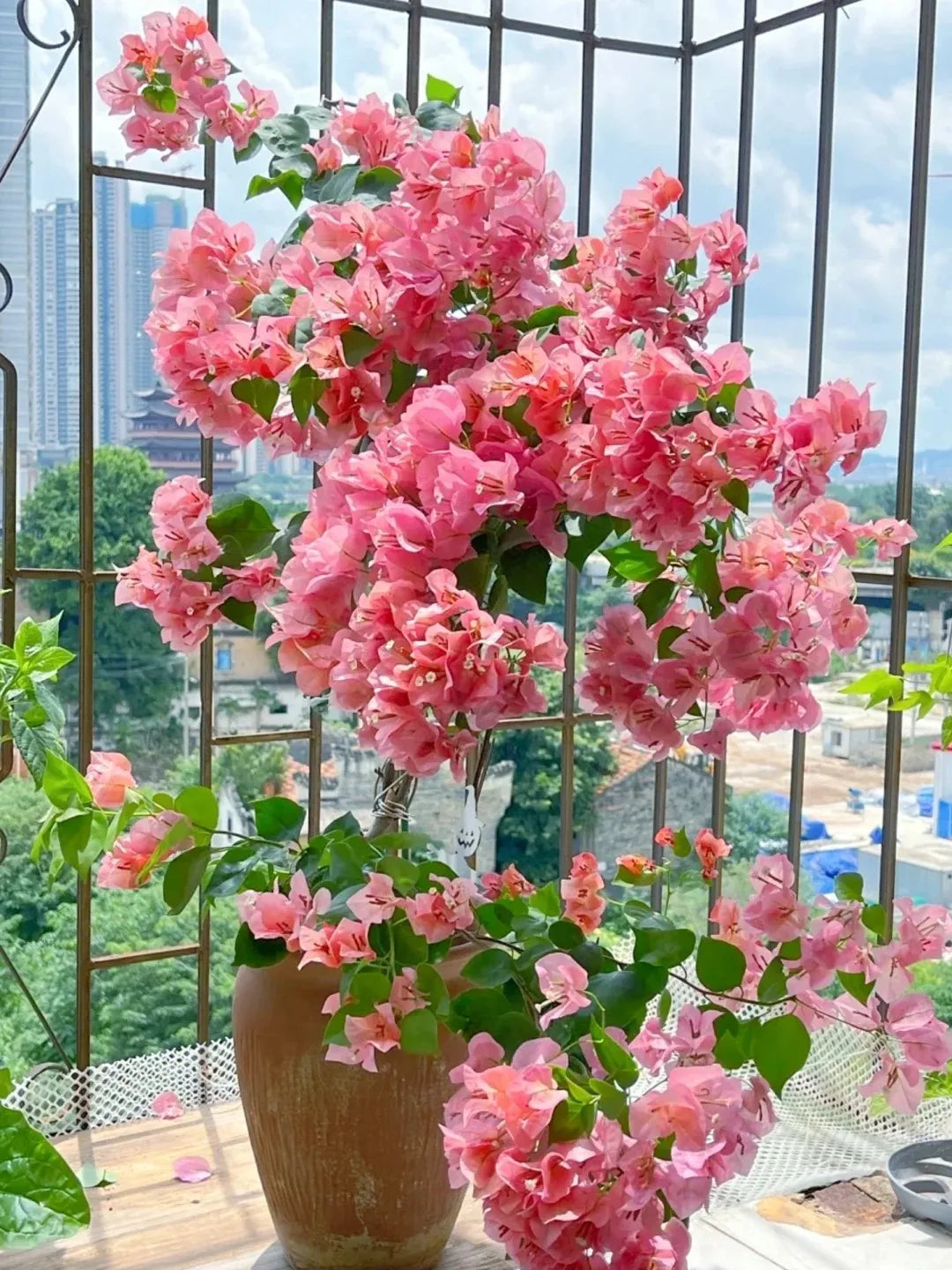 💐Bougainvillea – Easy To Grow And Beautiful