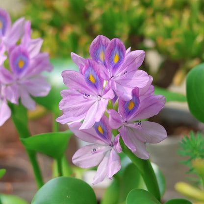 🌺Water hyacinth - “The violet flower crown that beautifies the world”🧚‍♀️🌿