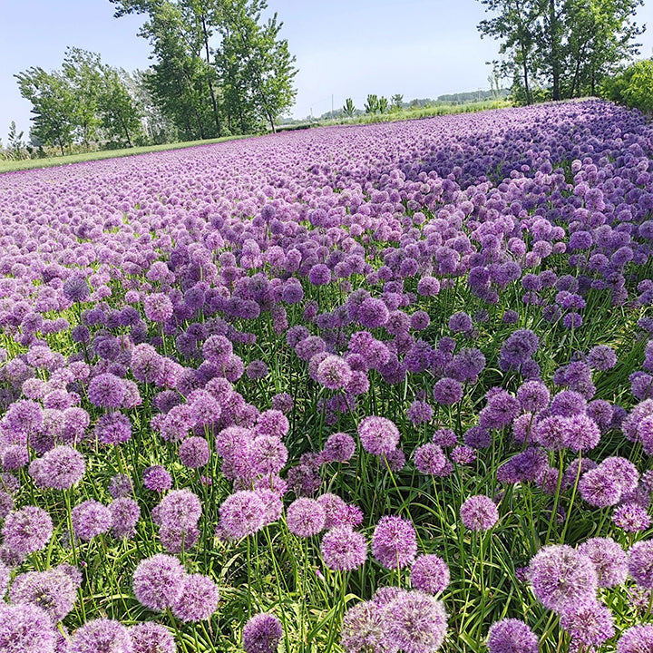 Allium Giganteum Ornamental Onion Flower