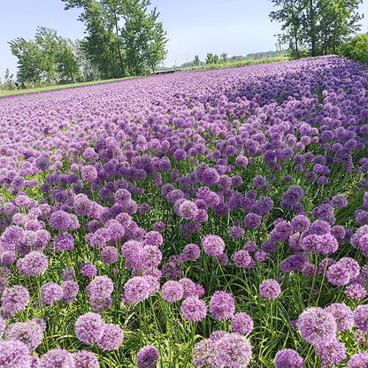 Allium Giganteum Ornamental Onion Flower