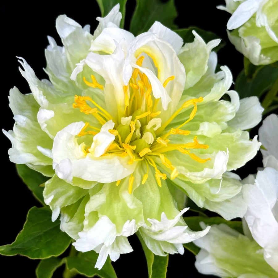 💚Green Rhythm Peony Seeds