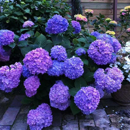 Hydrangea Seed: Unlock Nature's Beauty