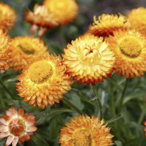 Strawflower Seeds Xerochrysum Bracteatum