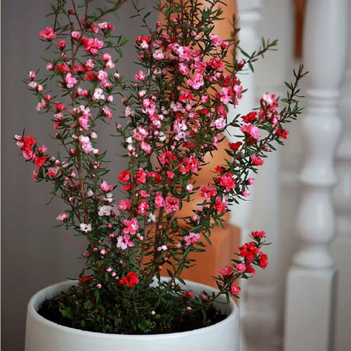 Leptospermum Scoparium Red Damask Seeds