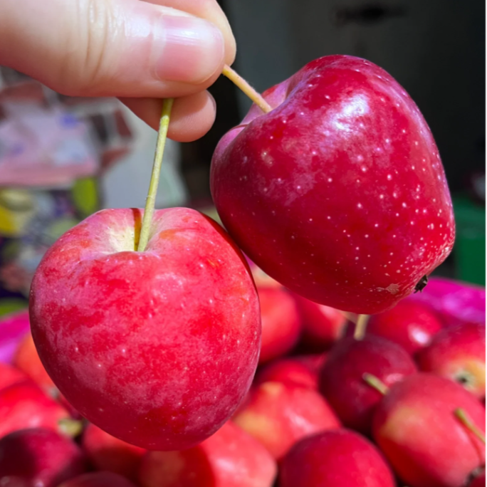 Xantolis Stenosepala Mini Apple Seeds