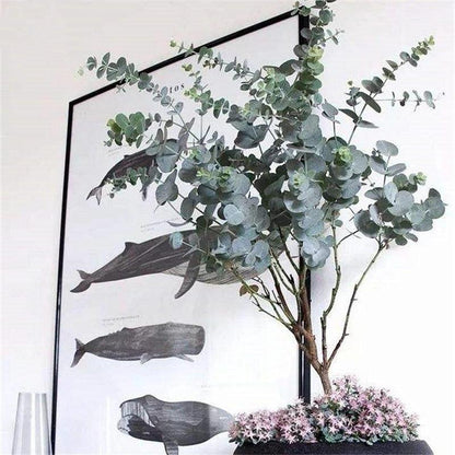 Egrow 50 Pcs/Pack Eucalyptus Seeds Silver Dollar Tree Eucalyptus Cinerea