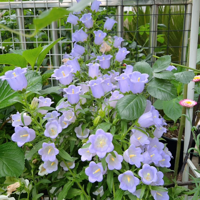 Campanula-Blessings From Afar