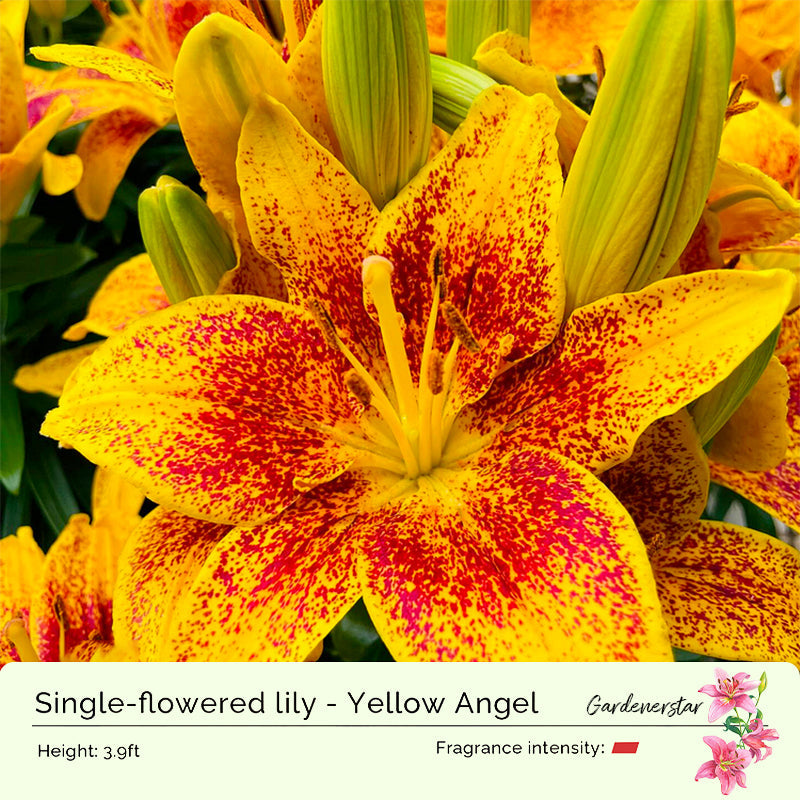 Lily Bulbs