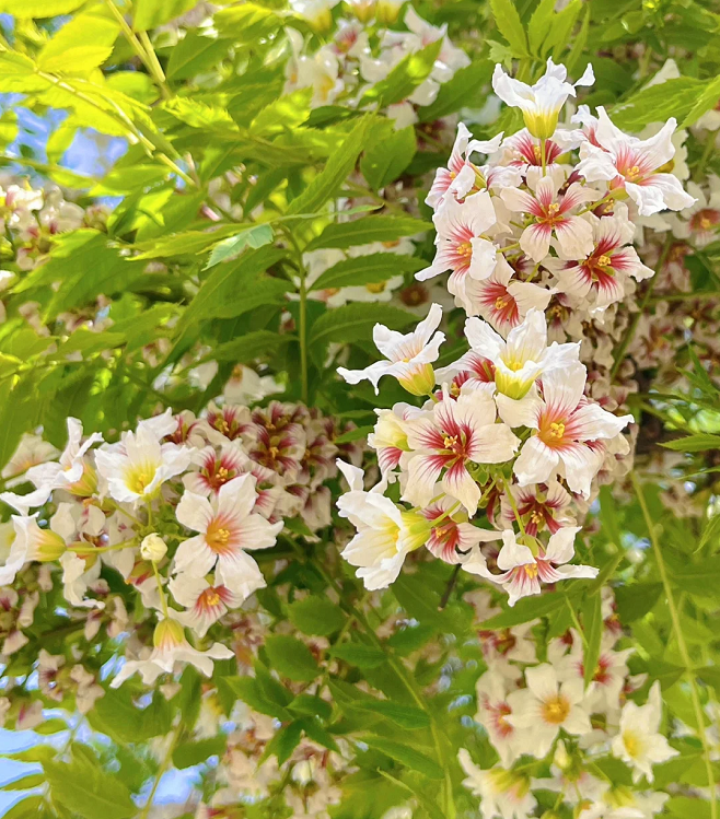 Xanthoceras Sorbifolia Flower🌺Flowers Bloom And Good Luck Comes