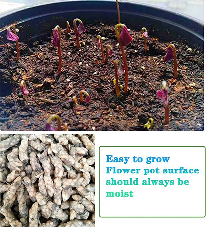 💜Purple Luck Oxalis Bulbs
