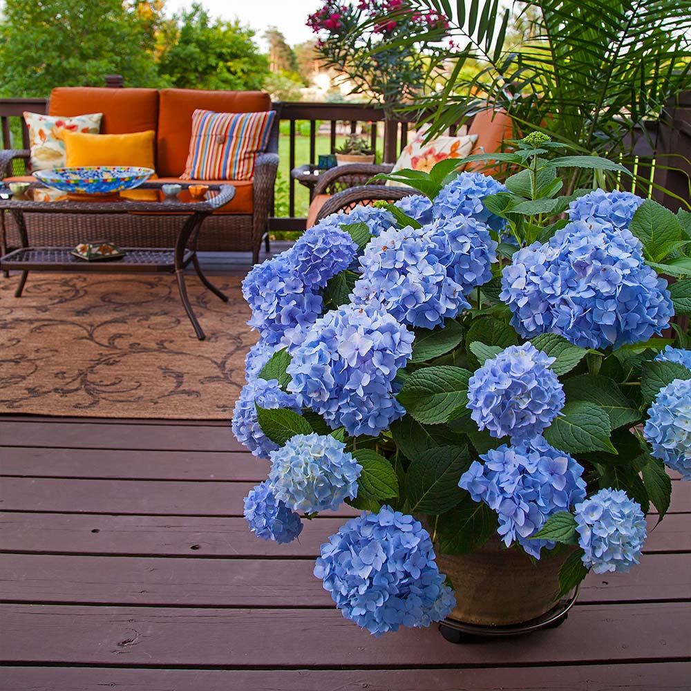 🌸Hydrangea – The Timeless Beauty of Every Garden ✨