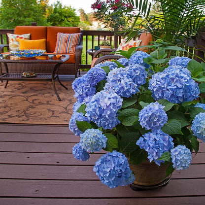 🌸Hydrangea – The Timeless Beauty of Every Garden ✨