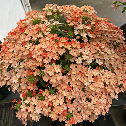 💐Garden Verbena Seeds