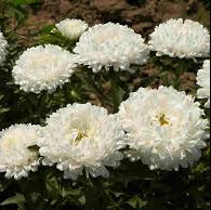 💖Double Pompon China Aster Seeds -Container & Cut Flowers