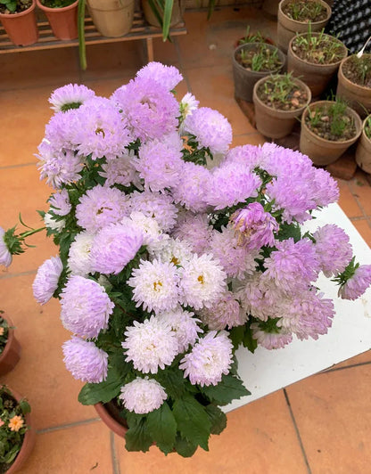 💖Double Pompon China Aster Seeds -Container & Cut Flowers