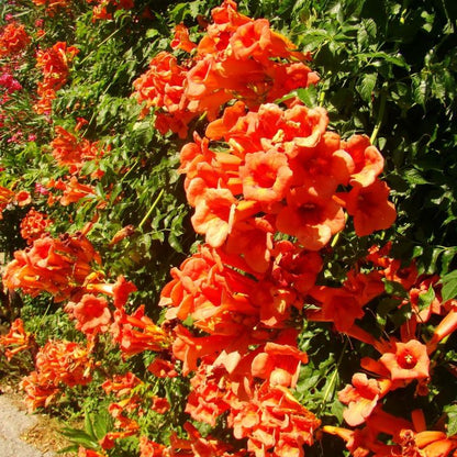🧡Campsis Radicans -The First Choice For Wall-Climbing Plants