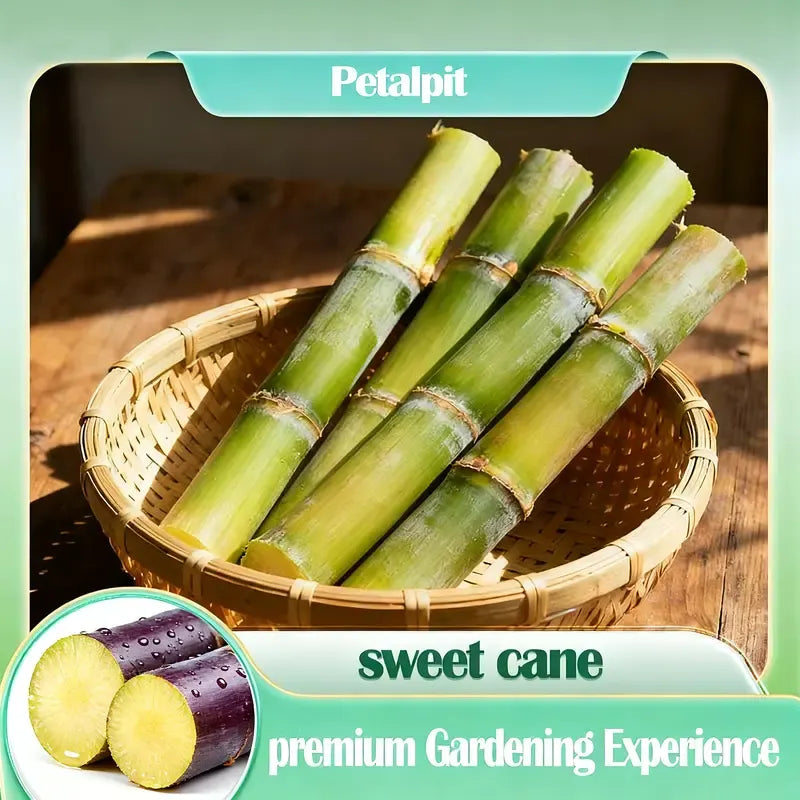 🌱 High-Yield Sugarcane Seeds – Grow Sweet Sugarcane at Home