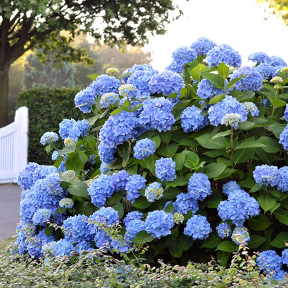 🌸Hydrangea – The Timeless Beauty of Every Garden ✨
