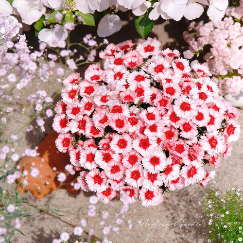 Strawberry Colored Dianthus Potted Plant