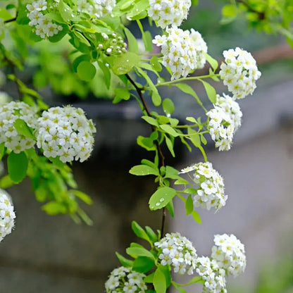💛Golden Fountain Spiraea