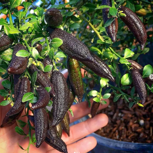 Finger Lime Seeds Lemon Caviar Seeds