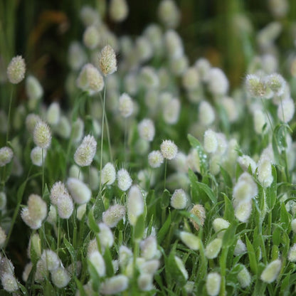 🐇Lagurus Ovatus Seeds