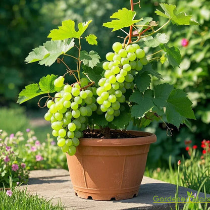 🍇Potted Grape Vine Seeds