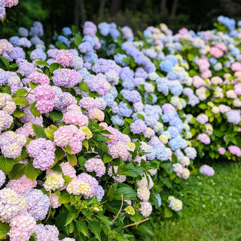 🌸Hydrangea – The Timeless Beauty of Every Garden ✨