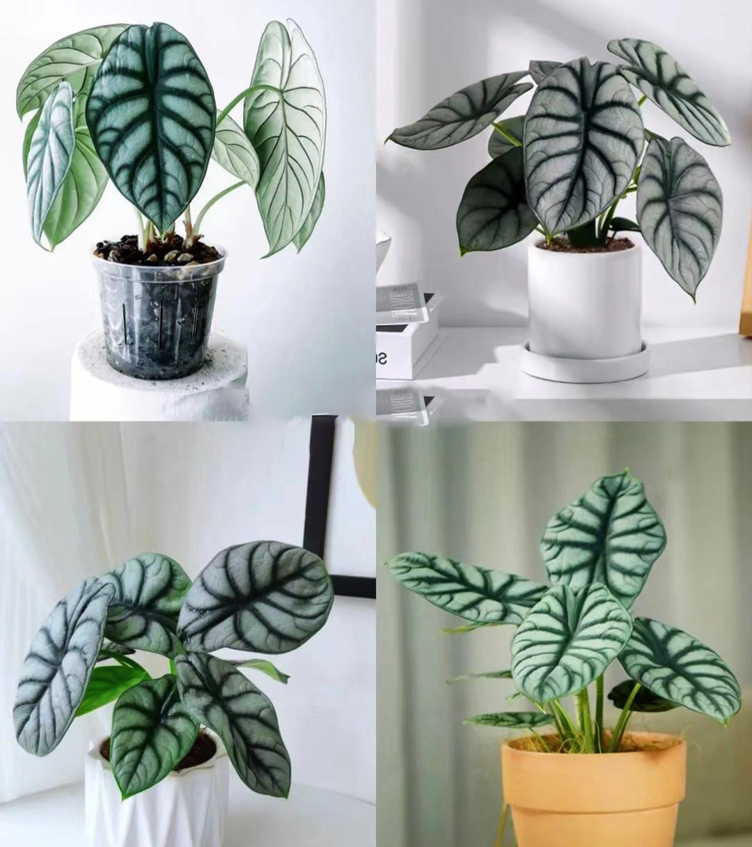 Alocasia baginda 'Silver Dragon' RARE Indoor and Outdoor Live Tropical House Plant