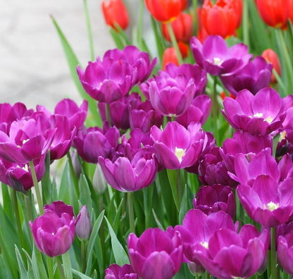 NEW!!!100pcs/ Bag-Tulip Seeds Garden Flower Plant Flowers