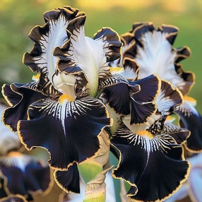 Crimson Crest-Rare Iris Bulbs⚜️